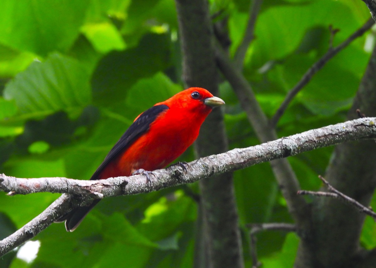 Scarlet Tanager - ML620717868