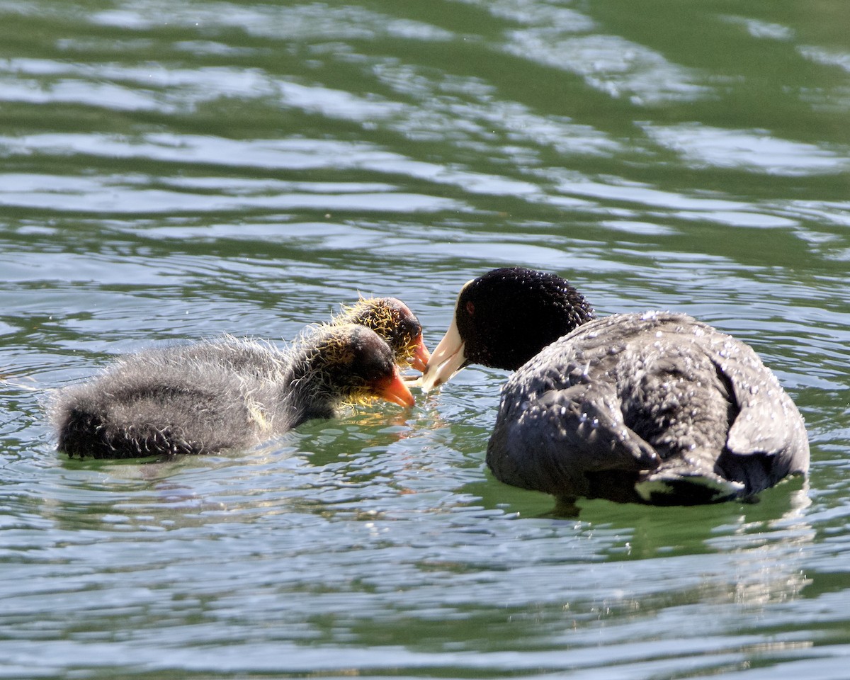 American Coot - ML620717869