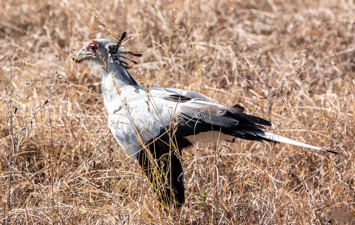 Secretarybird - ML620717871