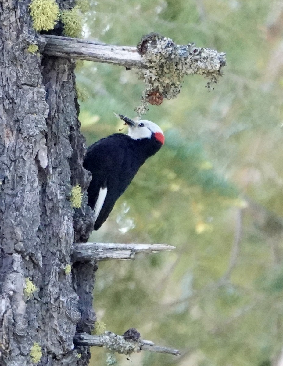 White-headed Woodpecker - ML620717872