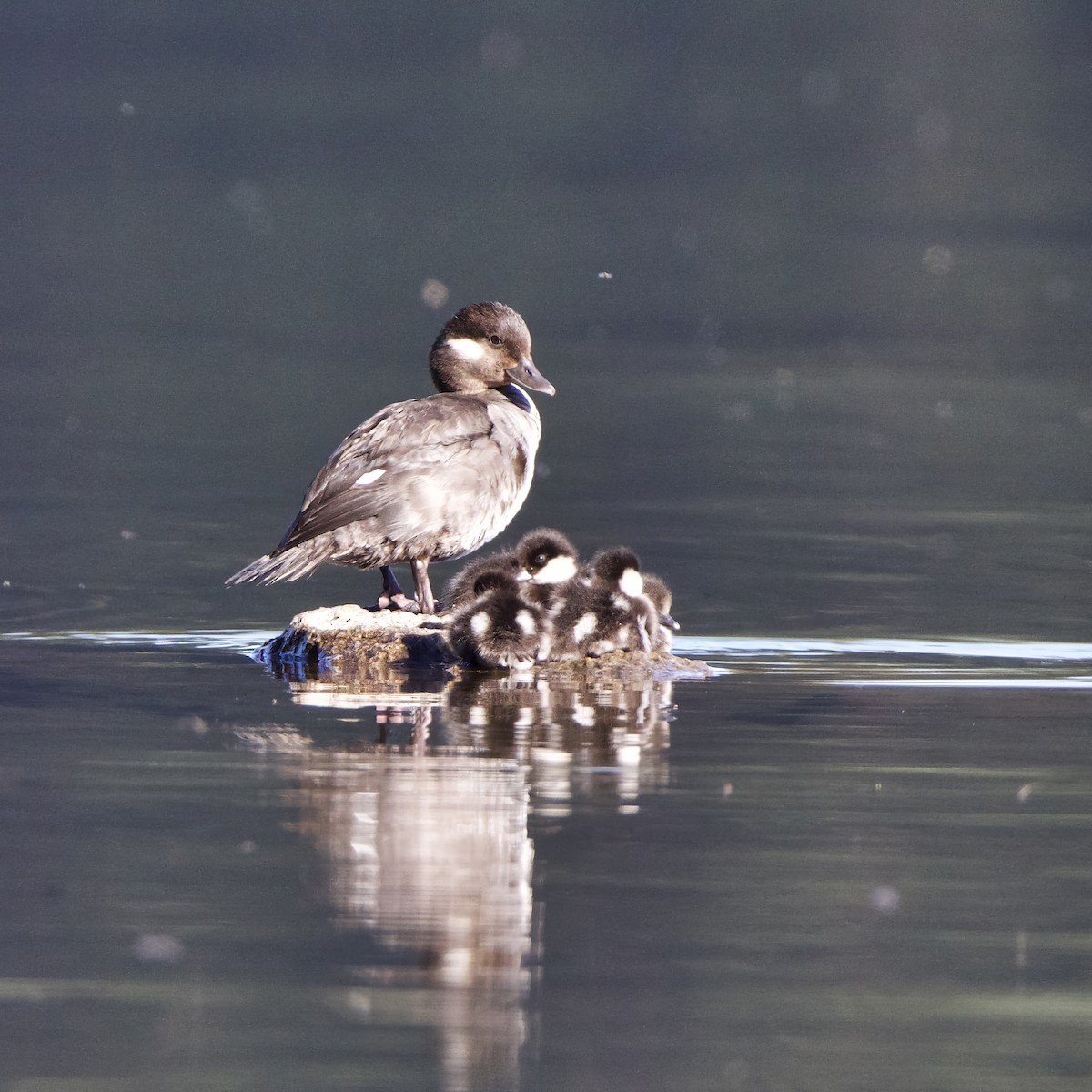 Bufflehead - Julie Doerr