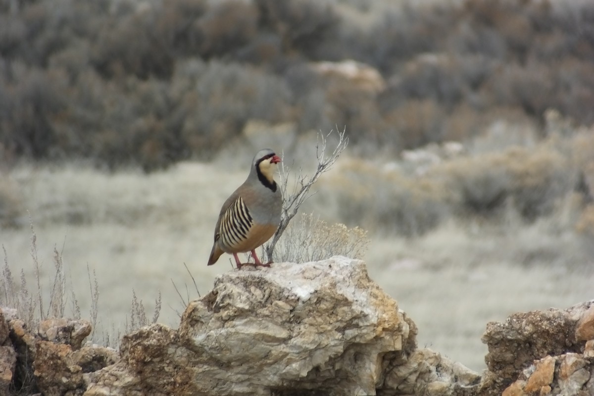 Chukar - ML620717875