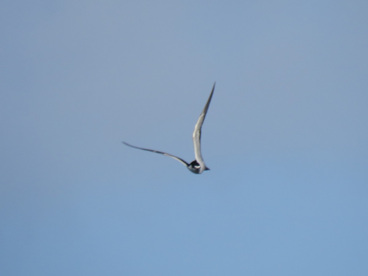 Sooty Tern - ML620717876