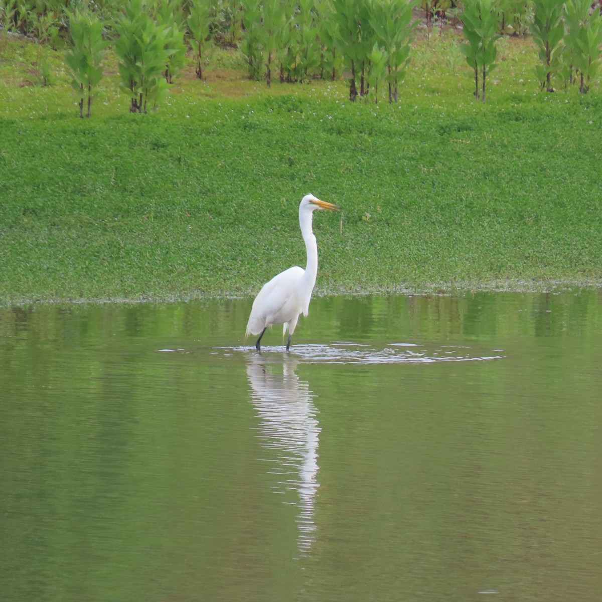 Great Egret - ML620717877