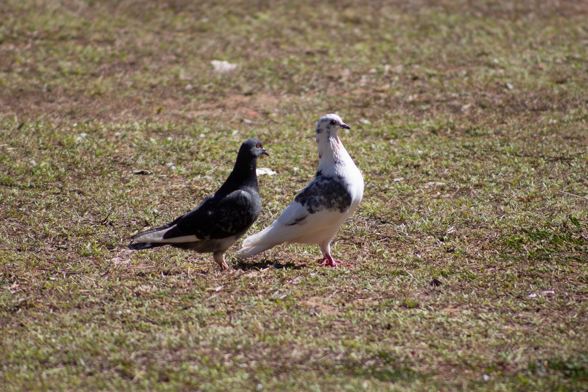Rock Pigeon (Feral Pigeon) - ML620717878