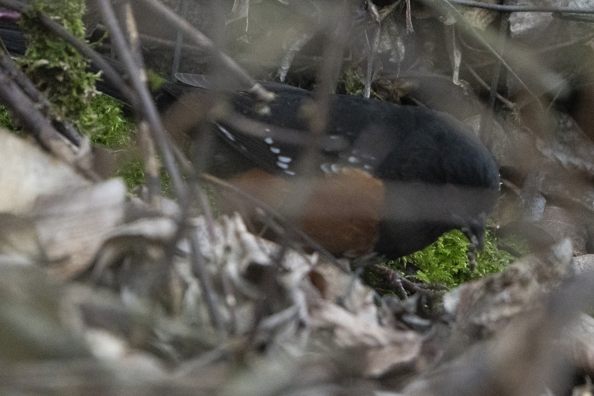 Spotted Towhee - ML620717880