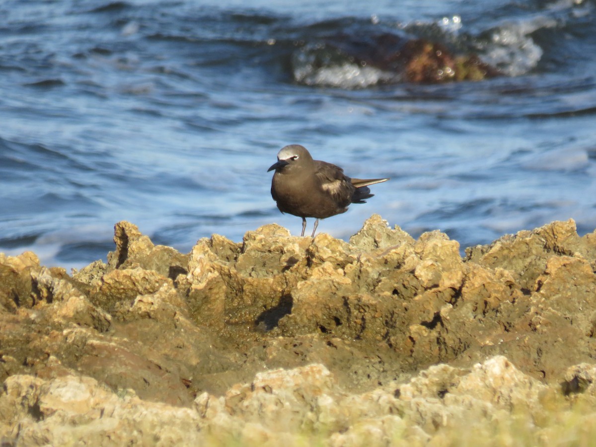 Brown Noddy - ML620717885