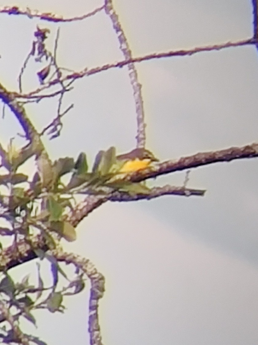 Yellow-breasted Chat - ML620717886