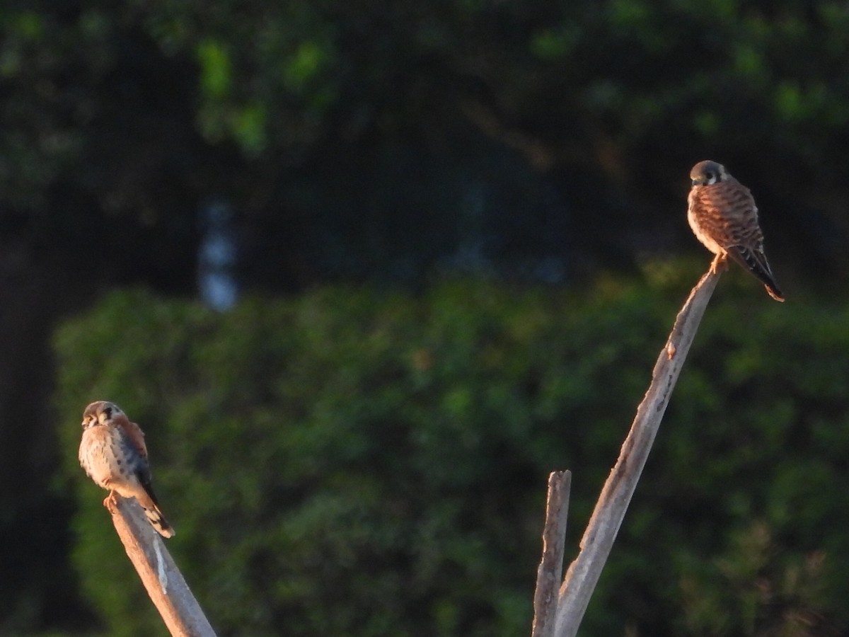 American Kestrel - ML620717889