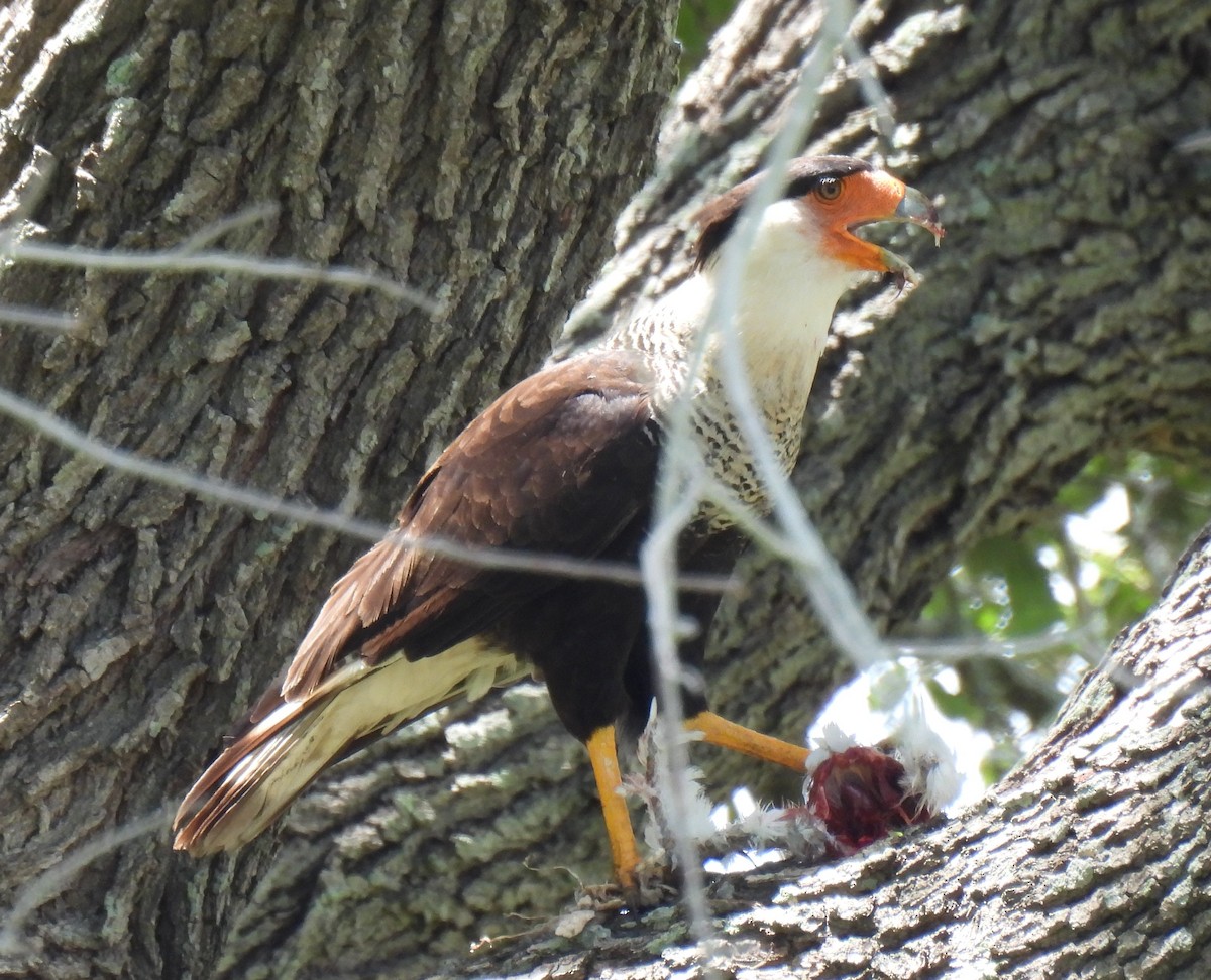 Crested Caracara (Northern) - ML620717896