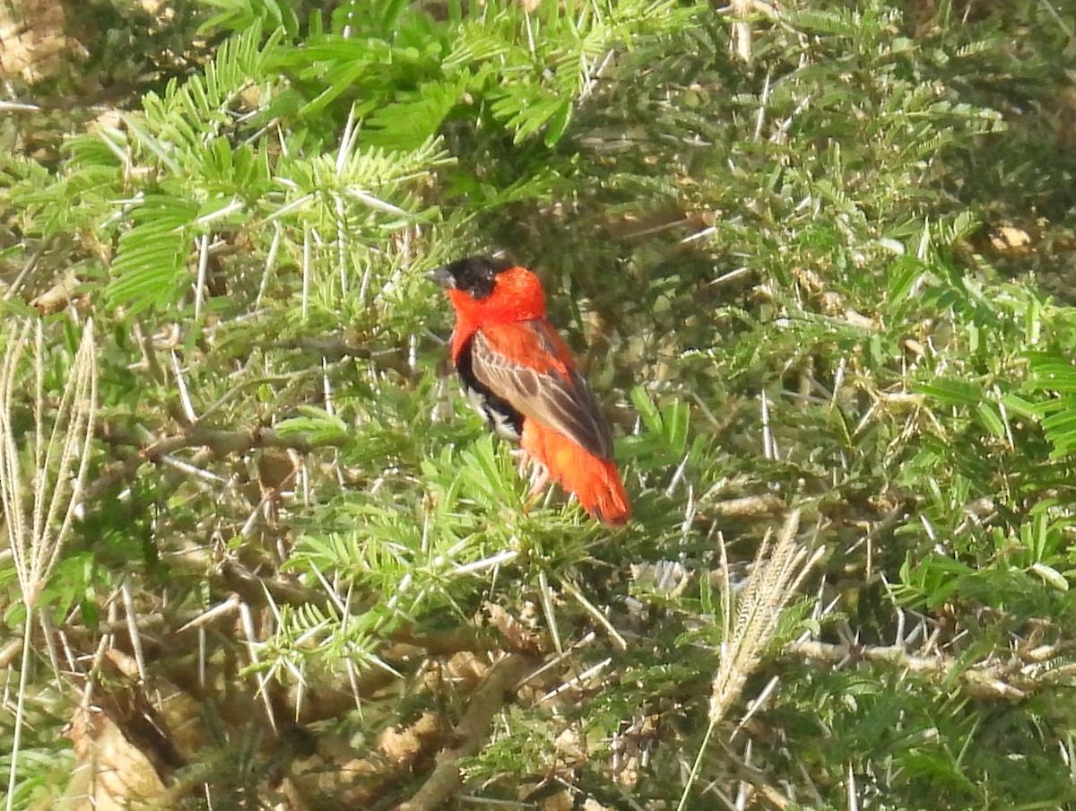 Northern Red Bishop - ML620717897