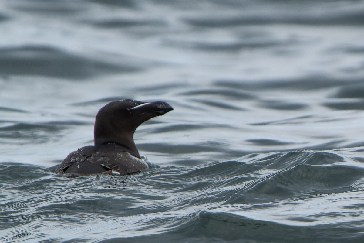 Razorbill - ML620717899