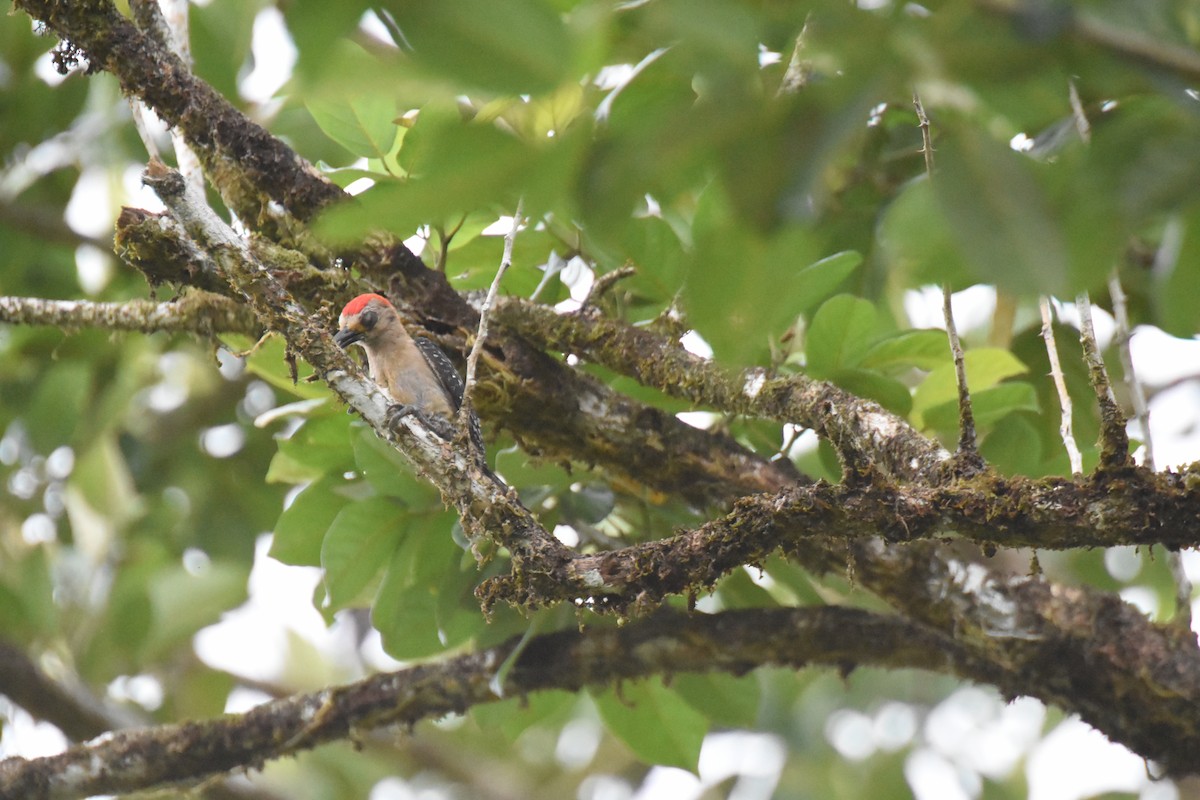 Red-crowned Woodpecker - ML620717902