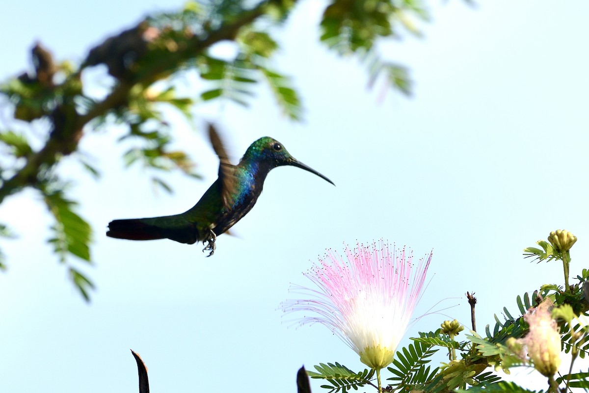 Black-throated Mango - ML620717903