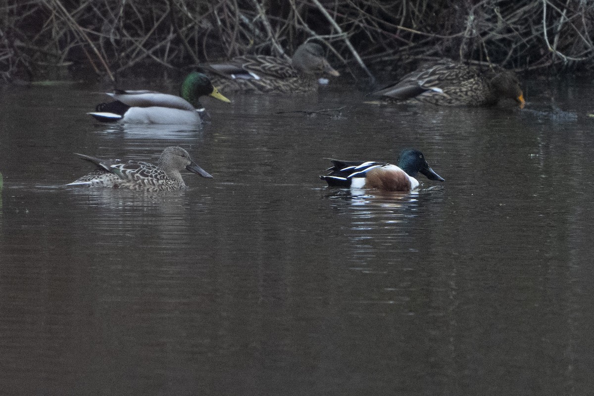 Northern Shoveler - ML620717906