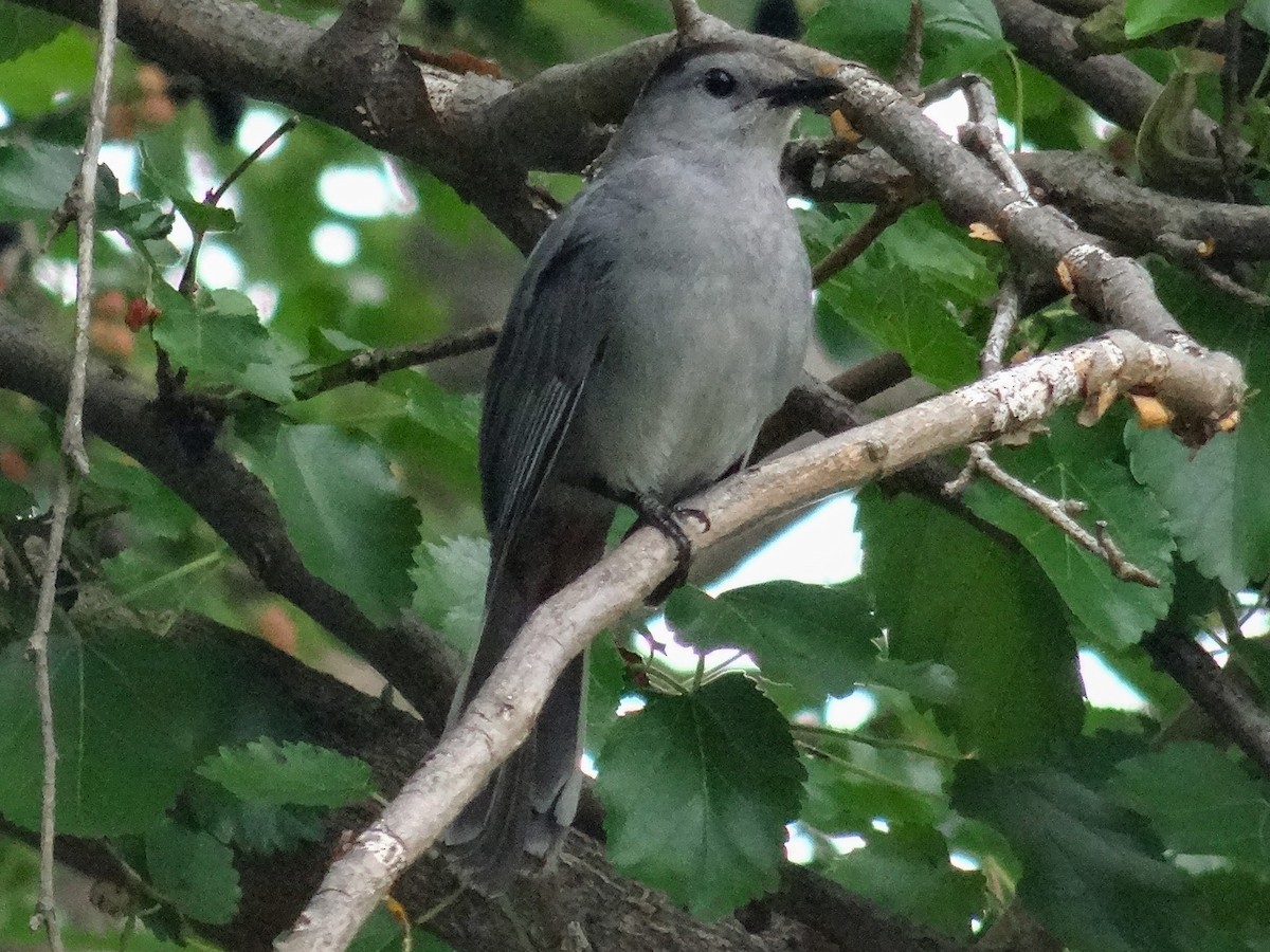 Gray Catbird - ML620717907