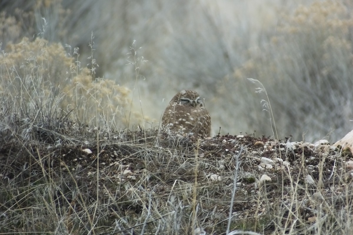 Burrowing Owl - ML620717909