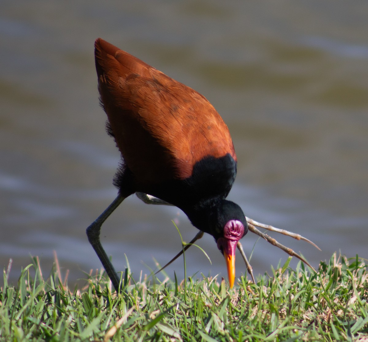 Wattled Jacana - ML620717910