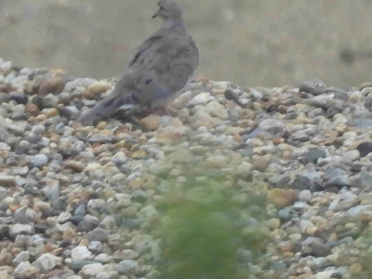 Mourning Dove - Emily Szczypek