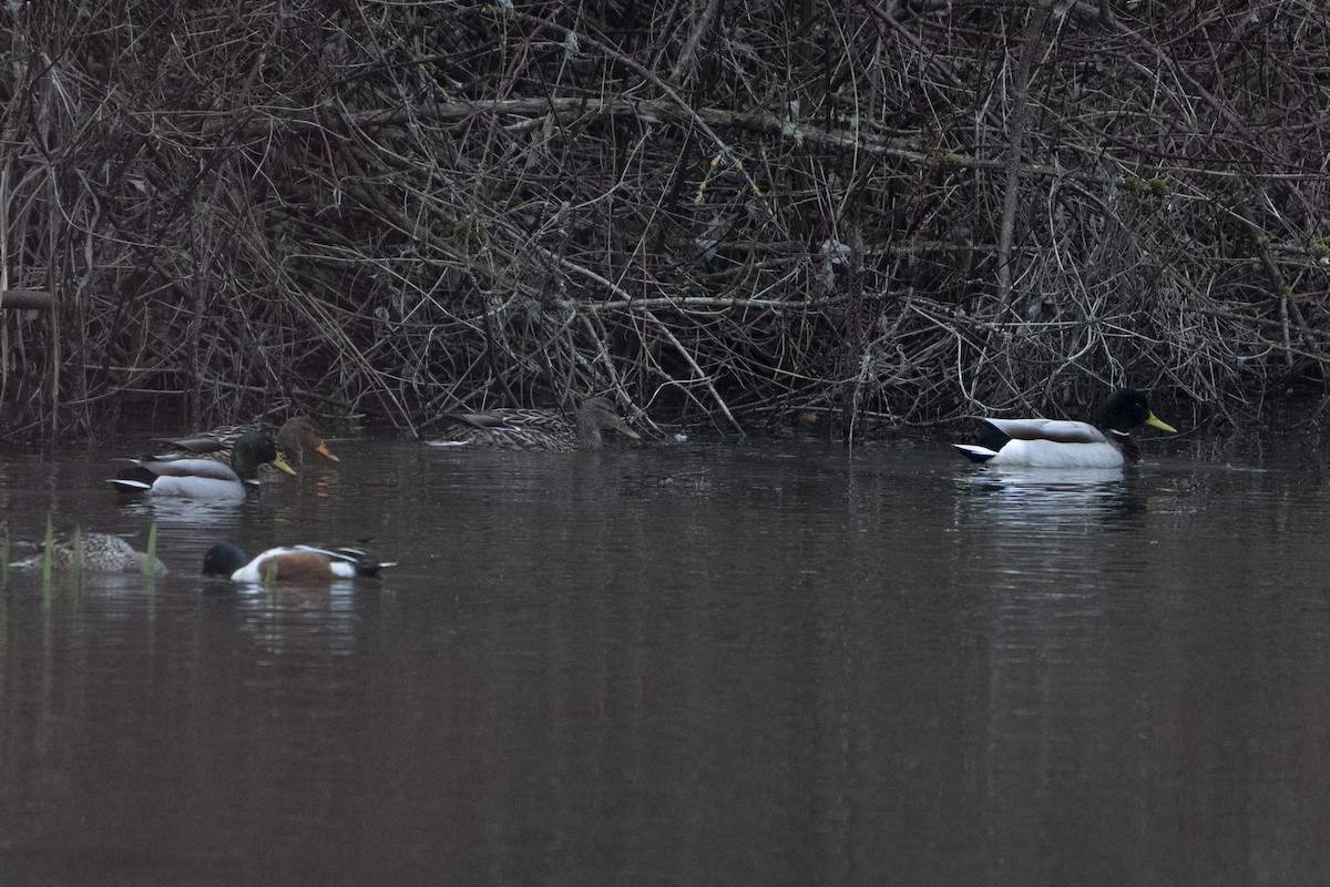 Canard colvert - ML620717912