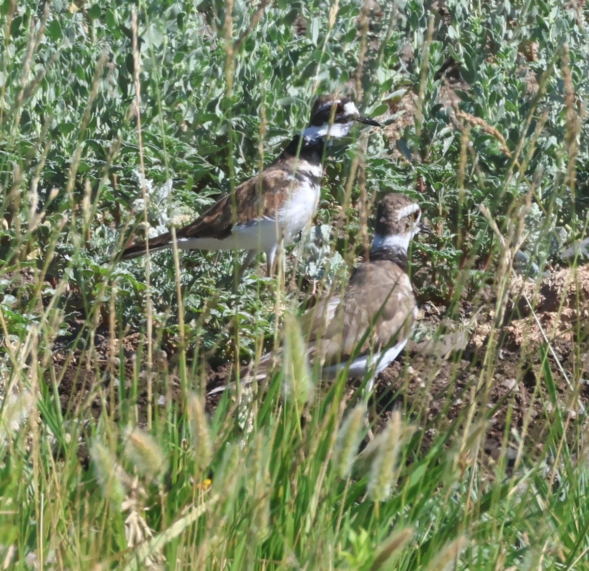 Killdeer - ML620717913