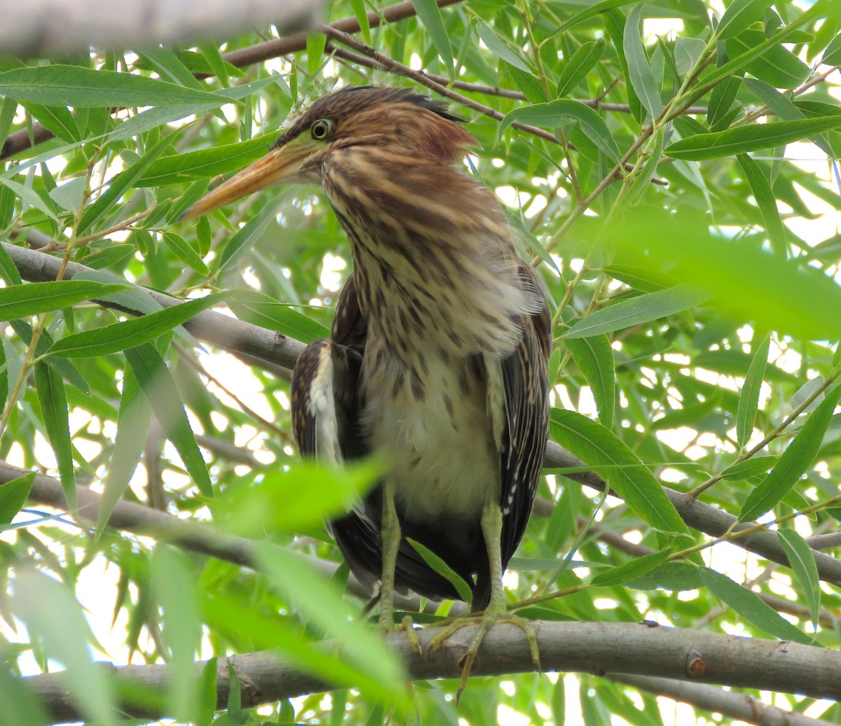 Green Heron - ML620717914