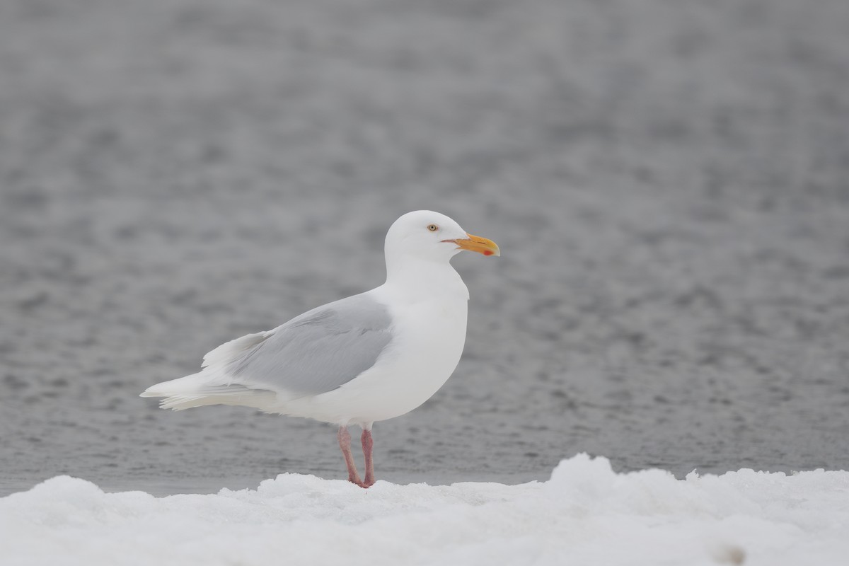 Glaucous Gull - ML620717919