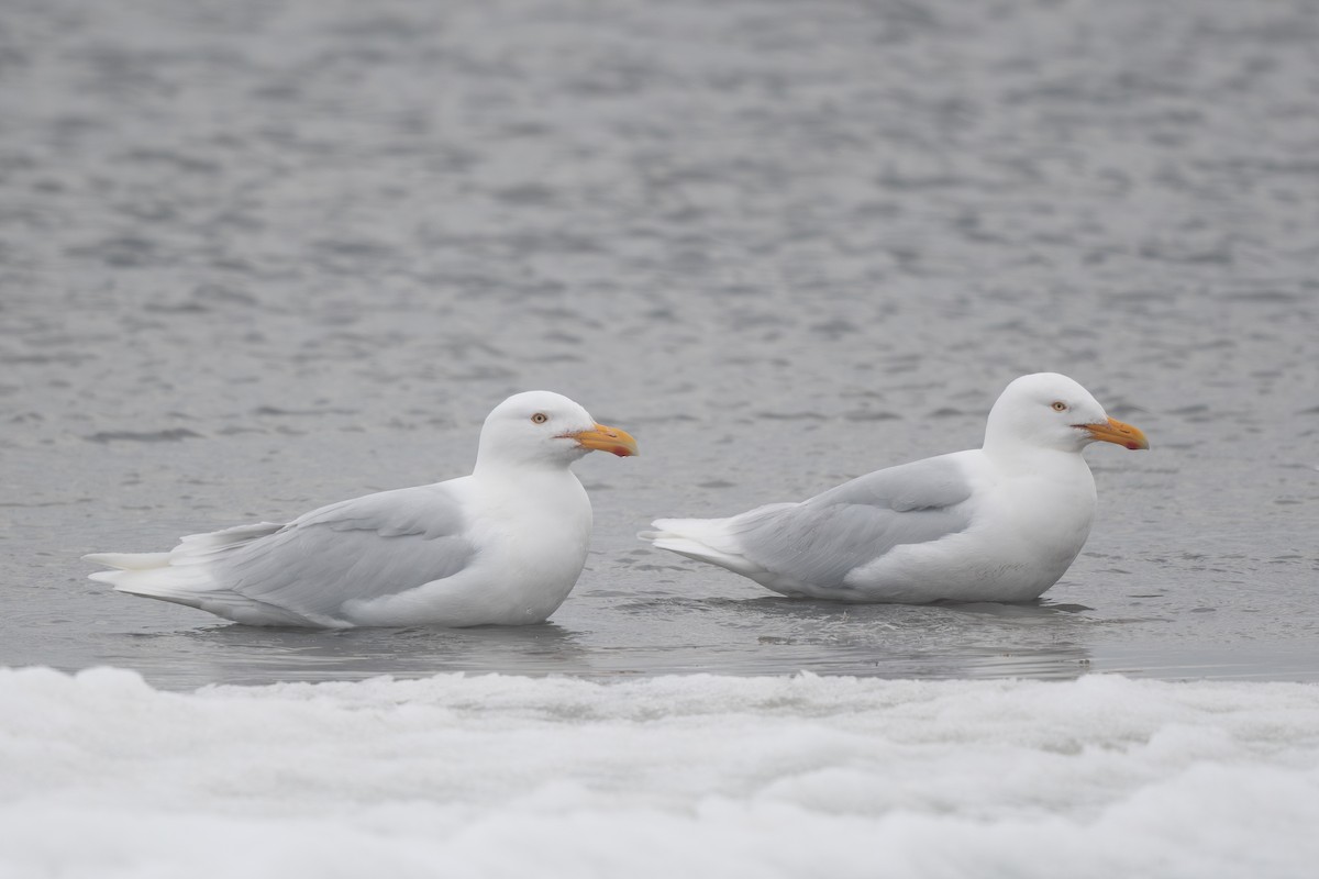 Glaucous Gull - Steve Heinl