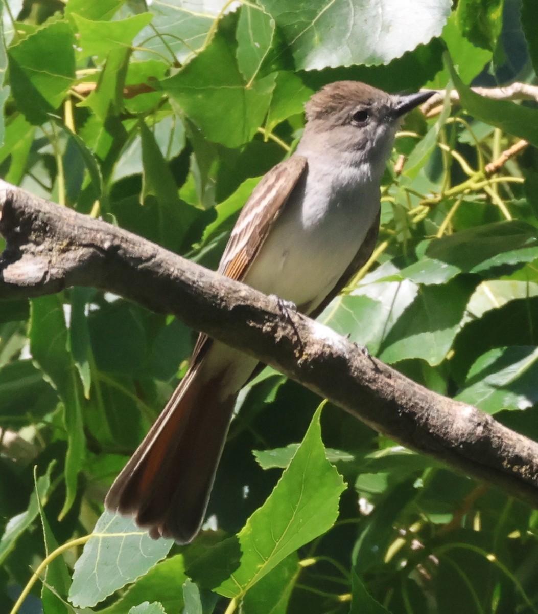 Ash-throated Flycatcher - ML620717923