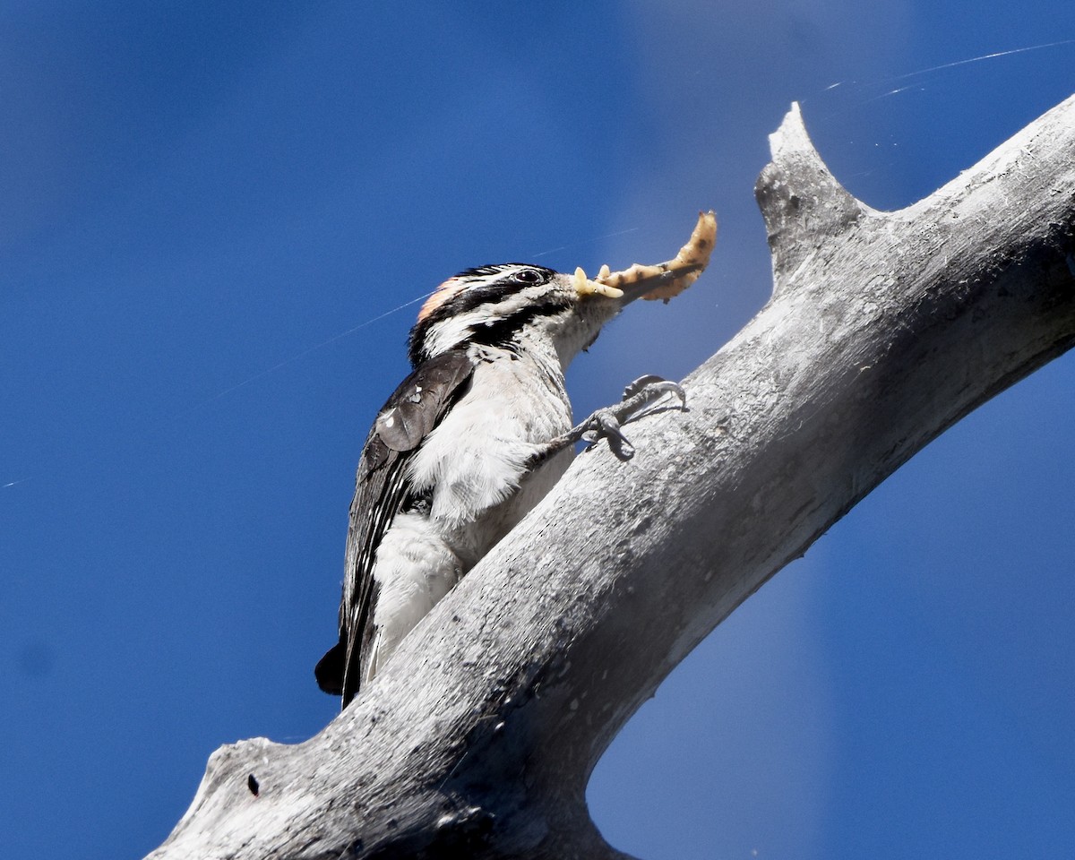 Hairy Woodpecker - ML620717925