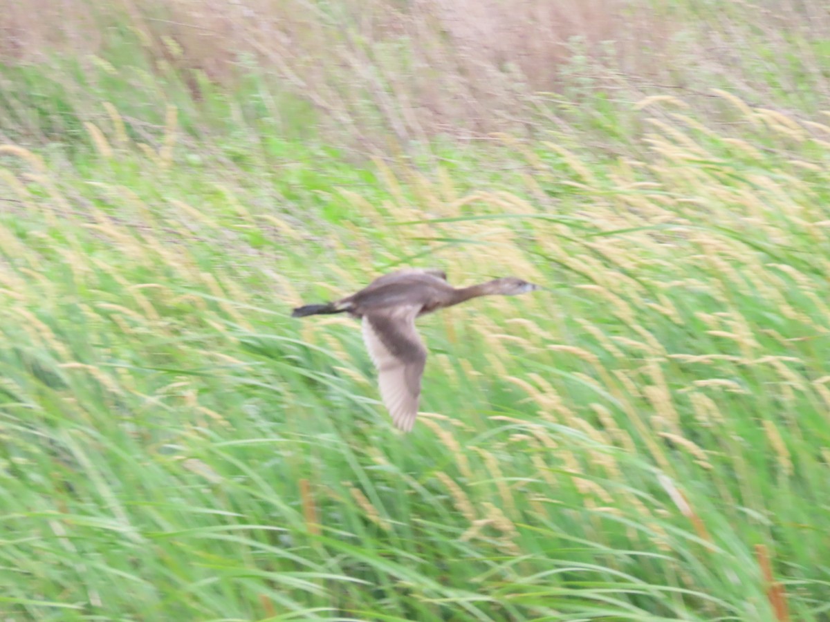 Pied-billed Grebe - ML620717926