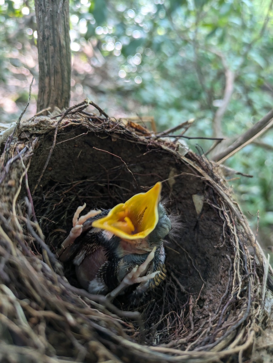 Wood Thrush - Court Harding