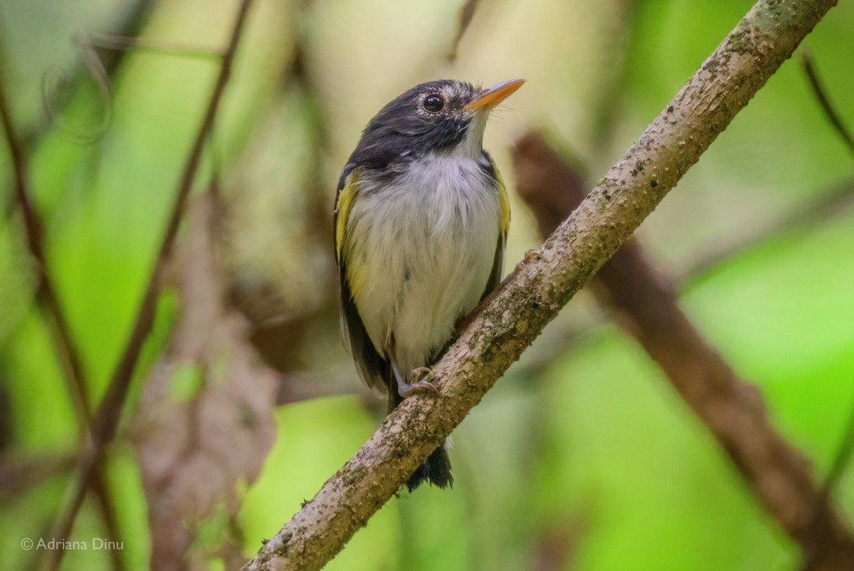 Black-and-white Tody-Flycatcher - ML620717931