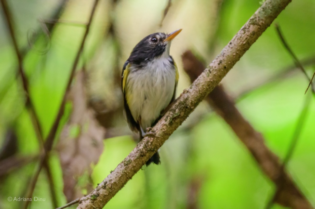 Black-and-white Tody-Flycatcher - ML620717932