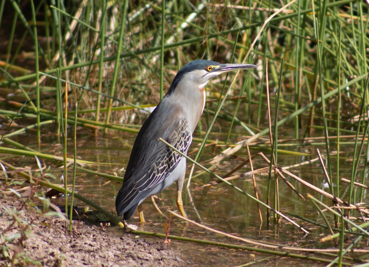 Striated Heron (South American) - ML620717934