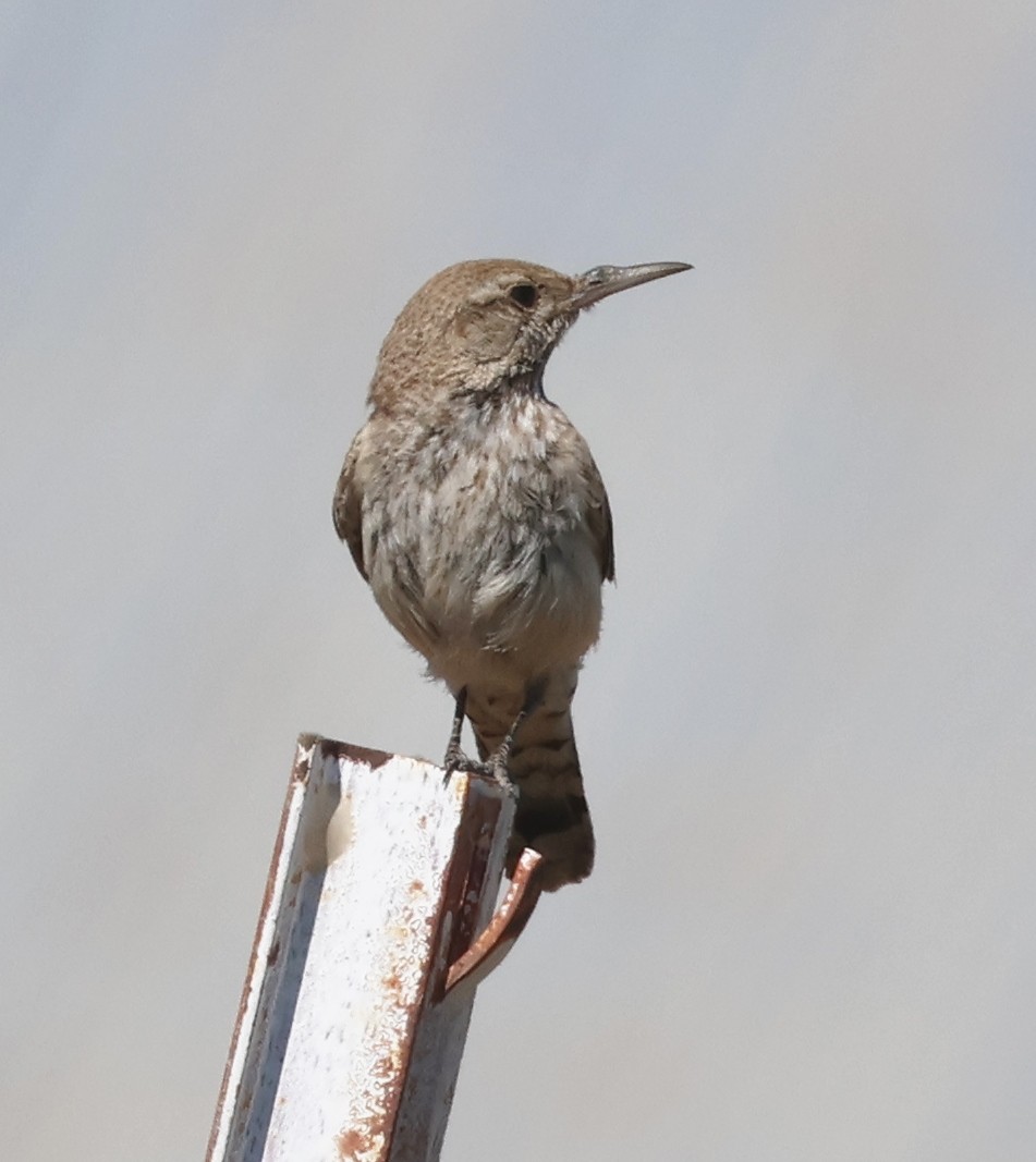 Rock Wren - ML620717935