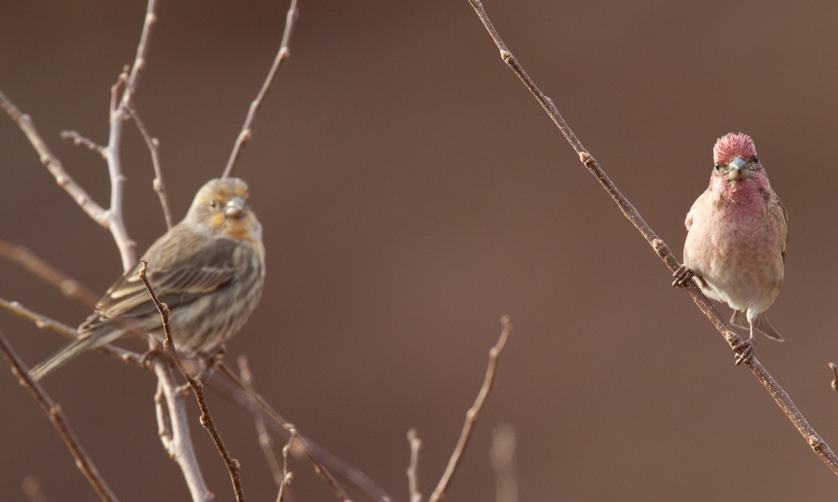 House Finch - Chris Wood