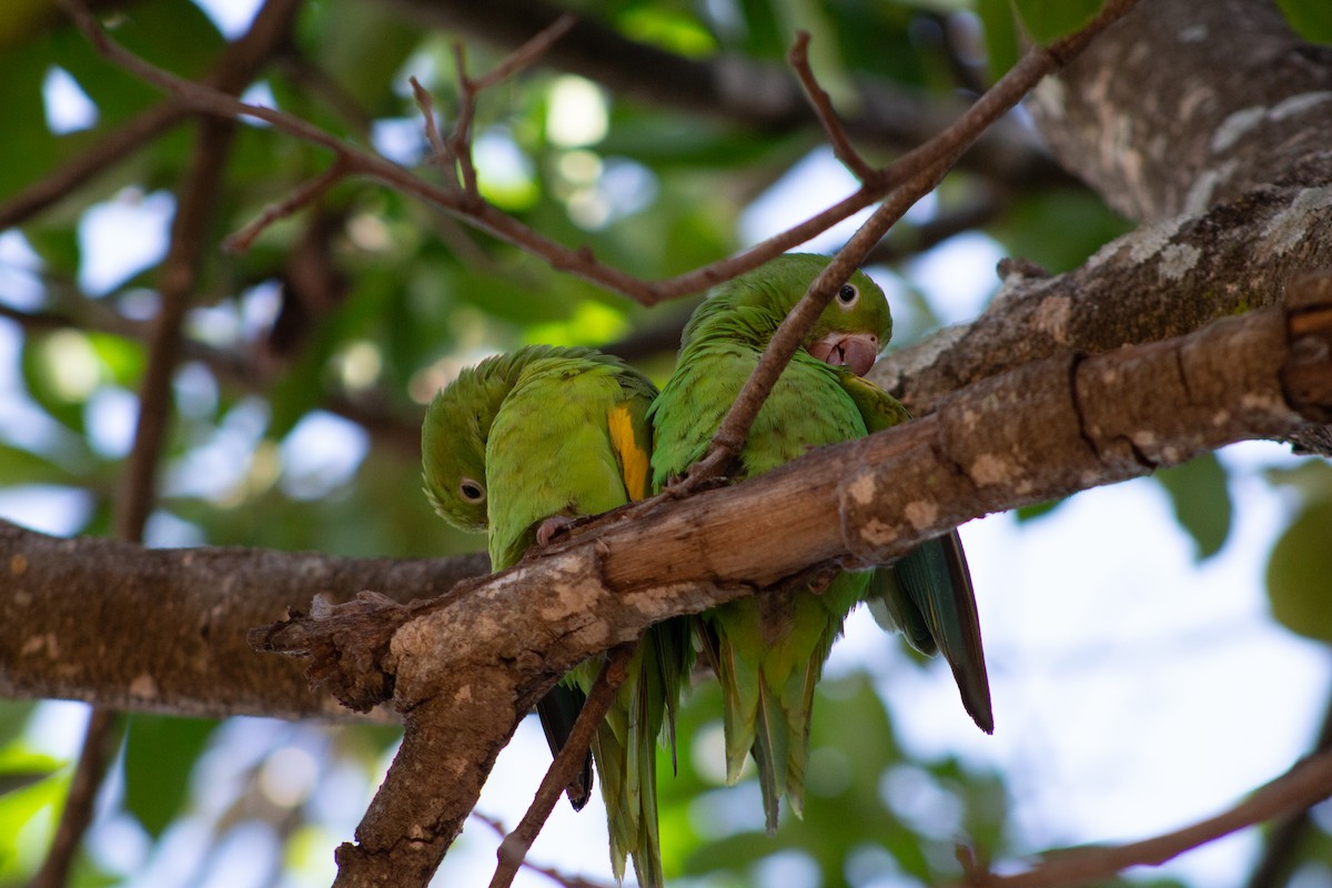 Yellow-chevroned Parakeet - ML620717940