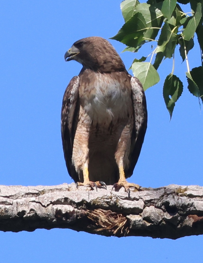Red-tailed Hawk (calurus/alascensis) - ML620717941