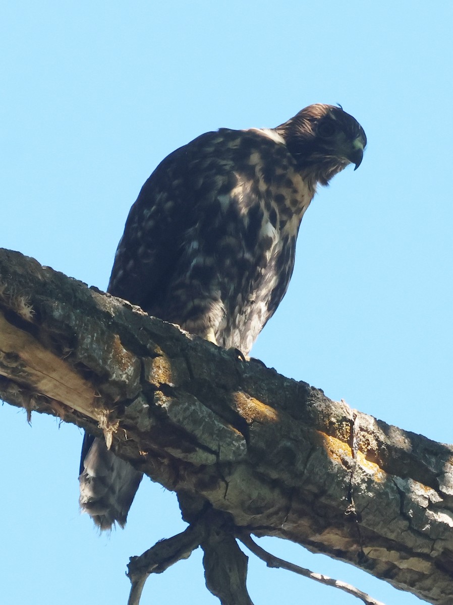 Red-tailed Hawk (calurus/alascensis) - ML620717942