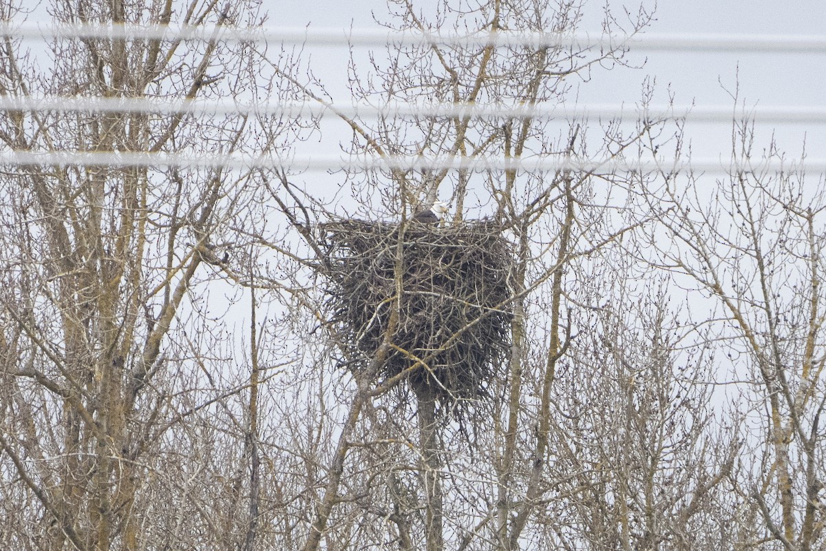 Weißkopf-Seeadler - ML620717946