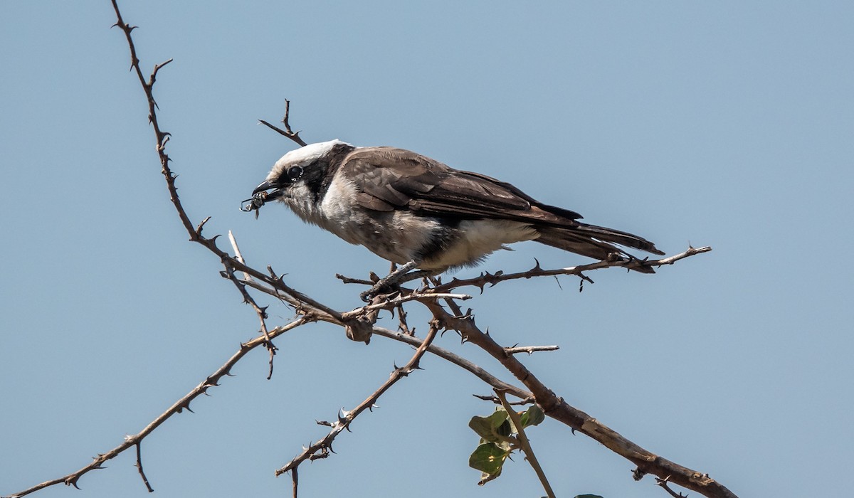 White-rumped Shrike - ML620717949