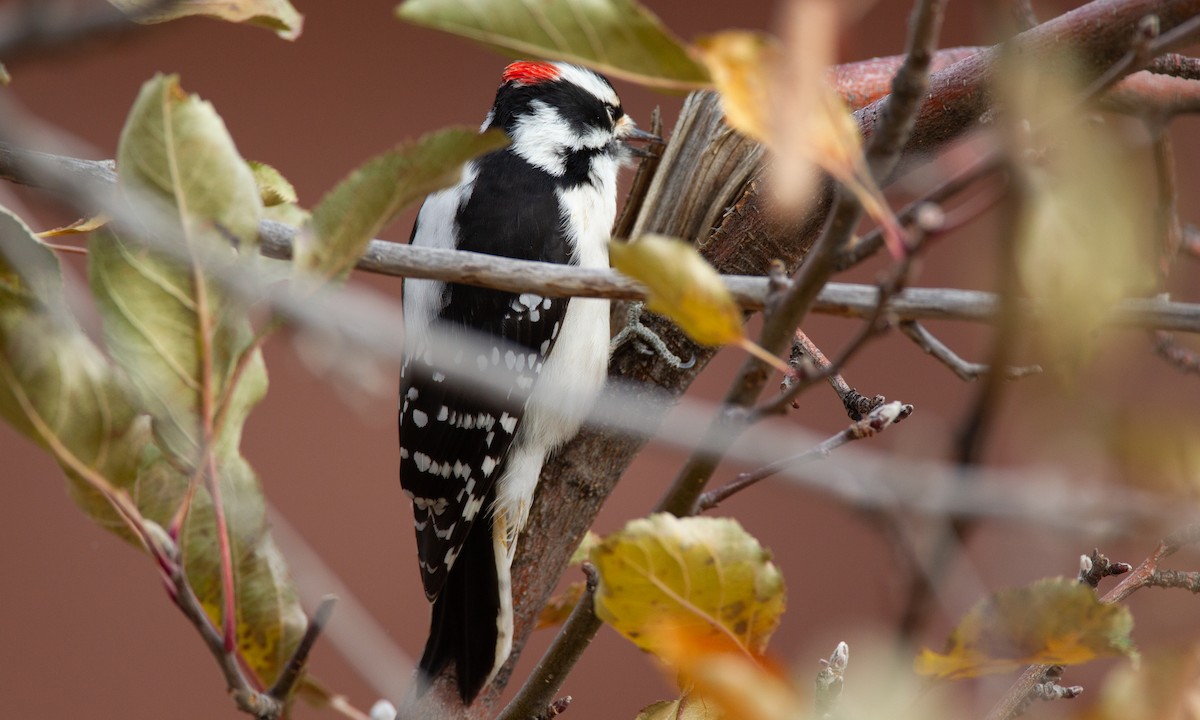 Downy Woodpecker (Rocky Mts.) - ML620717954