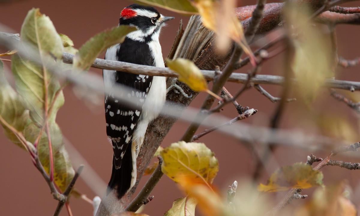 Downy Woodpecker (Rocky Mts.) - ML620717955