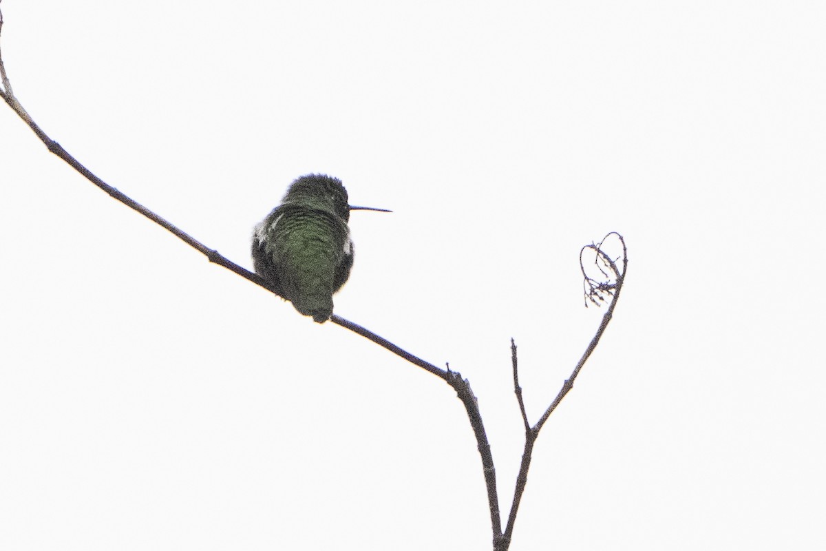 Anna's Hummingbird - ML620717956