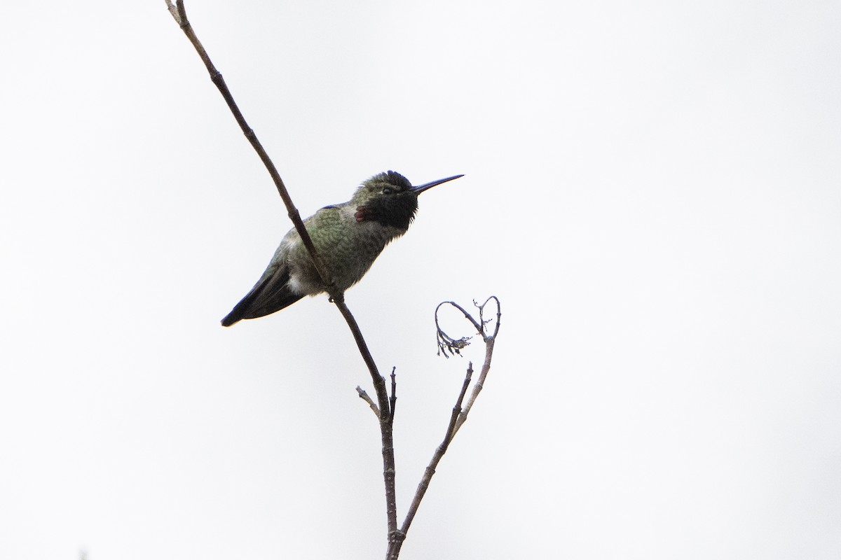 Anna's Hummingbird - ML620717957