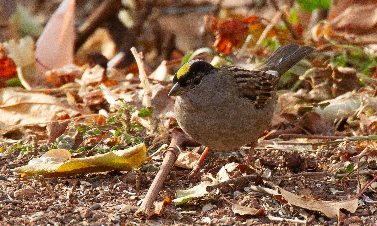 Golden-crowned Sparrow - ML620717961