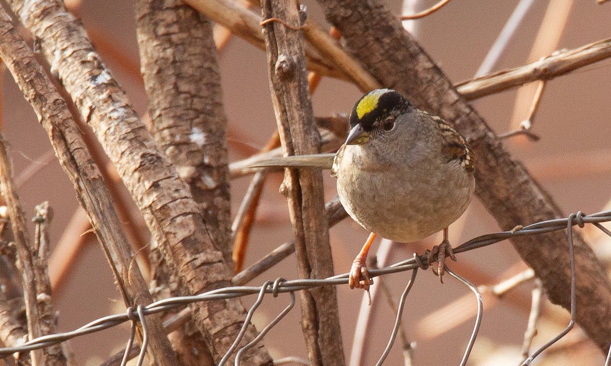 Golden-crowned Sparrow - ML620717963