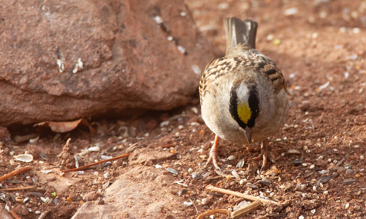 Golden-crowned Sparrow - ML620717965
