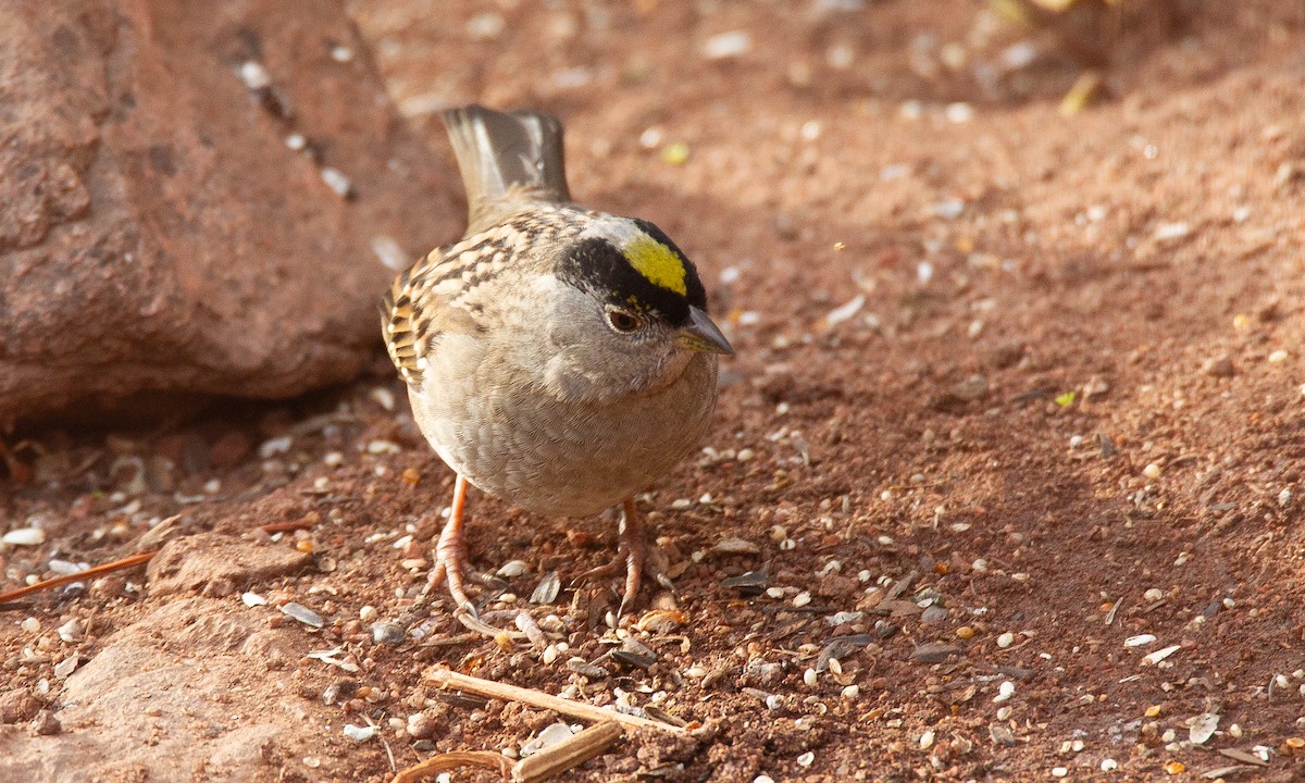 Golden-crowned Sparrow - ML620717966
